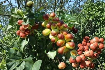 Jujube Cuttings Sherwood Chinese Red Date Ziziphus jujuba for Grafting Unrooted Scion Wood