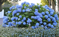 Blue Hydrangea Cuttings Unrooted Propagation Lot of 10 Hydrangea macrophylla Garden Shrubs