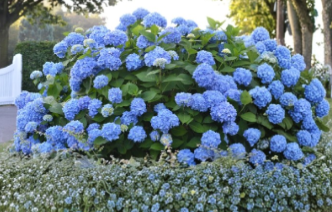 Blue Hydrangea Cuttings Unrooted Propagation Lot of 10 Hydrangea macrophylla Garden Shrubs