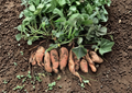 24 Beauregard Sweet Potato Slips Live Rooted Plants for Vegetable Garden, Ipomoea batatas, Full Sun, Well-Draining Soil