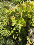 Crassula ovata Jade Plant Cutting 4-5 Inches Succulent for Indoor Propagation and Container Growing