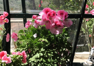 Geranium Cuttings - Martha Washington Pelargonium Mix for Rooting, Indoor & Outdoor Garden, Bright Blooms