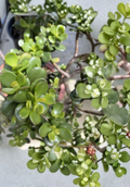 Crassula Ovata Jade Plant Cuttings – 4-6 Inch Unrooted Succulent Stems with Big and Small Leaves for Propagation
