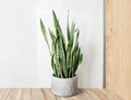 Snake Plant Cuttings Set of 3 - Dracaena trifasciata Unrooted Leaf Clippings for Propagation, Indoor Houseplant