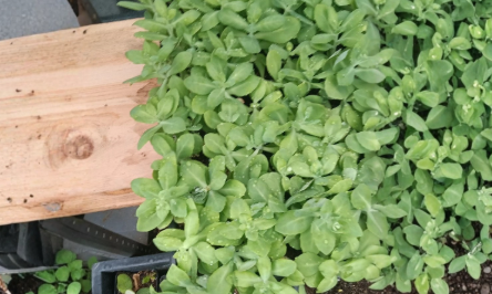 4 Sedum Neon Live Plants - Hardy Perennial Succulent Groundcover for Gardens & Containers