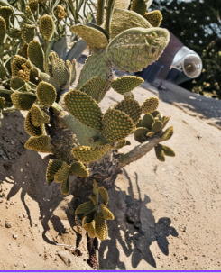Unrooted Bunny’s Ears Cactus Cuttings 20 Pack, Opuntia microdasys, 3–5 Inches, Flat Pad Succulent for Propagation