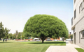 15 Globe Willow Tree Cuttings Salix spp. for Propagation & Landscape Screening, Deciduous Shade Tree Stems