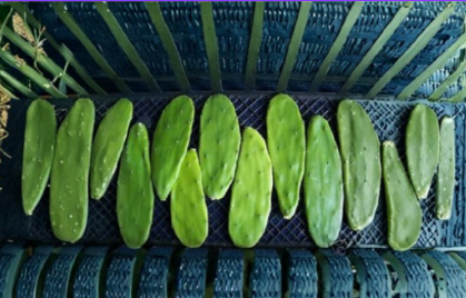 Opuntia Grafting Stock Cactus 5 Unrooted Pads Prickly Pear Rootstock for Propagation Succulent