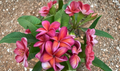 Rare Copper Pink Plumeria Cutting - Unrooted Tropical Frangipani Stem for Garden & Patio Planting