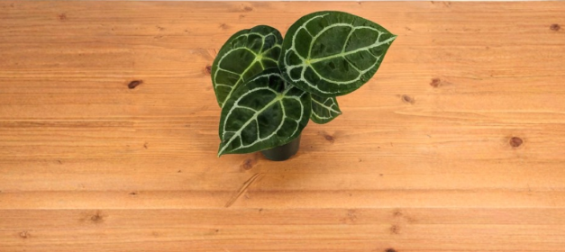 Anthurium forgetii White Stripe Live Plant - 4 Inch Pot, Tropical Indoor Houseplant with White Veined Foliage