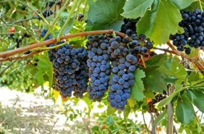 Petite Sirah Grape Vine Cuttings Set of 3 | Hardwood Unrooted Vitis vinifera ‘Durif’ Propagation