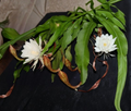 2 Live Epiphyllum Oxypetalum Plants Queen of the Night Orchid Cactus Tropical Night-Blooming Succulent