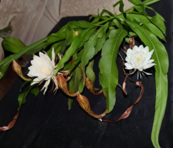2 Live Epiphyllum Oxypetalum Plants Queen of the Night Orchid Cactus Tropical Night-Blooming Succulent