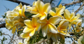 Hawaiian Yellow Plumeria Cutting – 8 Inch Unrooted Frangipani Flowering Tree for Propagation and Planting