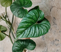 Philodendron Plowmanii Unrooted Cutting – Tropical Aroid Houseplant Propagation, Creeping Green Foliage