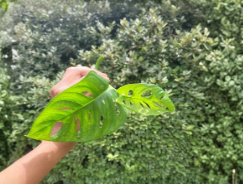 Rooted Monstera Swiss Cheese Plant Cutting | Live Indoor Houseplant | Monstera deliciosa