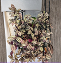 Tradescantia zebrina Live Plant Cuttings – Silver and Purple Striped Trailing Houseplant Set of 5