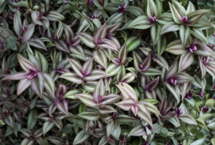 Tradescantia Zebrina Purple Plant Cuttings – 6 Live Trailing Vine Indoor Houseplants for Rooting and Decorative Hanging Baskets