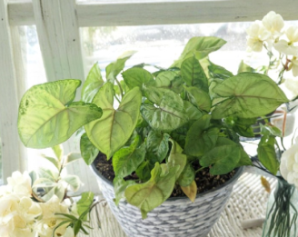 Berry Allusion Syngonium Cuttings 5 Pack Unrooted Arrowhead Plant Pink Green Foliage Indoor Plant