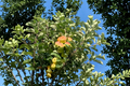 Anna Apple Tree Stick Cuttings with Buds – Unrooted Grafting Material for Malus domestica ‘Anna’