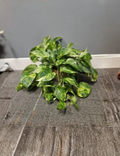 Variegated Hawaiian Giant Golden Pothos Live Rooted Plant Epipremnum Aureum Large Leaf Indoor Houseplant