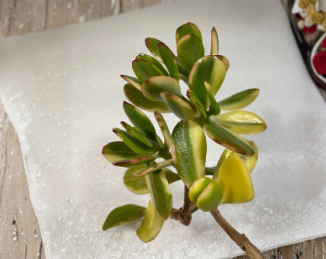 Variegated Succulent Cutting - Lemon Lime Jade Crassula Ovata Unrooted 4 Inch Starter for Indoor Planting