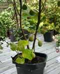 Teramo Fig Cuttings Set of 3 Unrooted Hardwood Ficus carica ‘Teramo’ Propagation Scions