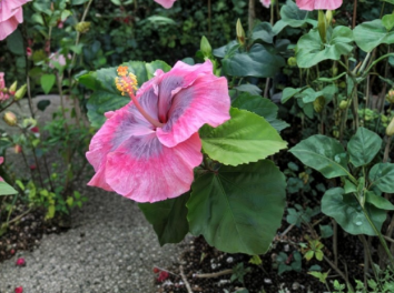 Unforgettable Hibiscus Cuttings Tropical Flowering Plant for Propagation, Hibiscus rosa-sinensis Shrub