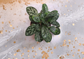 Primulina Leaf Cuttings Assorted Varieties Indoor Houseplant Propagation Labeled Tropical Perennial
