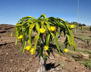 Yellow Dragon Fruit Cutting – 8-12 Inch Potted Selenicereus megalanthus Live Plant from Florida