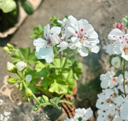White Geranium Live Plant in 6-Inch Pot Pelargonium Flowering Houseplant