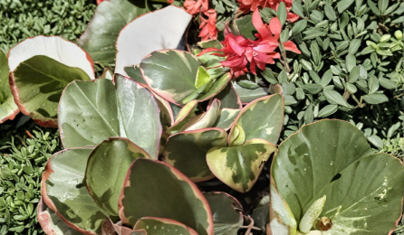 Peperomia Clusiifolia Tricolor Live Plant – Rooted 3–5 Inch Variegated Red Green Houseplant