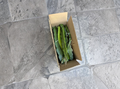 Unrooted Dragon Fruit Cuttings 8-14 Inches Selenicereus Hylocereus for Propagation