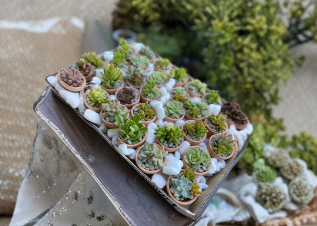 Assorted Succulent Cuttings 25 Pieces Unrooted Mixed Varieties for Propagation and Container Growing