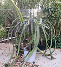 Dragon Fruit Cuttings Pack – Palora Yellow Pitaya, 7-9 Inch Climbing Cactus for Propagation, Selenicereus spp.
