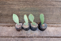 Live Prickly Pear Cactus Cutting Opuntia spp. for Propagation, Desert Plant, Drought Tolerant, Full Sun, Well-Draining Soil