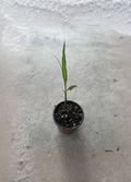 Live Sugarcane Plant in 8-Inch Pot, Saccharum spp., Tropical Grass, Ready to Plant for Garden or Container
