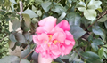Light Red Camellia Flowering Shrub Cuttings – 8 Unrooted Stem Propagation Plants for Garden and Landscape