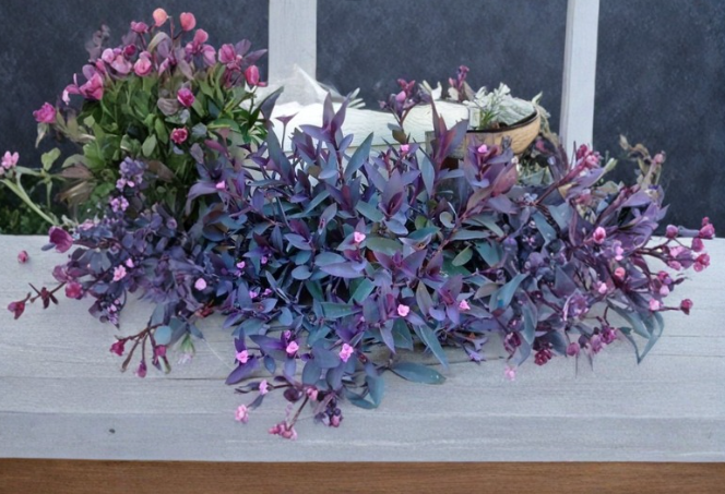 Purple Heart Tradescantia Cuttings 5 Pack, 6-Inch Unrooted Trailing Indoor Outdoor Plant, Tradescantia pallida