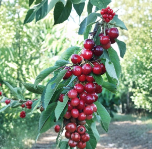 Sweet Cherry Tree Cuttings 5 Pack Unrooted Prunus avium Propagation Fruit Tree