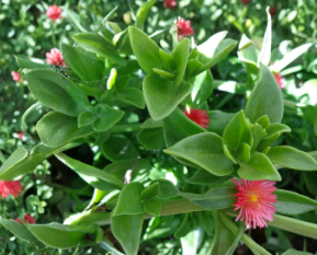 Aptenia Cordifolia Succulent Cuttings – Red Pink Baby Sun Rose Apple Ice Plant, 4-7 Inch Ground Cover, Perennial, Full Sun