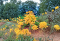 Gold Strike Aromi Azalea Starter Plant, Deciduous Rhododendron Hybrid, Spring Blooming, Yellow Flowers, Dormant Small Shrub