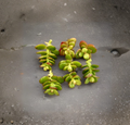 Mini Jade Plant Cuttings 3 Inches Crassula ovata Succulent Unrooted Stems for Propagation