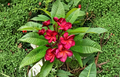 Plumeria Cutting 1 Tip, Tropical Frangipani Live Plant Stem for Propagation, Ornamental Flowering Tree, Plumeria spp.