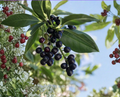12 Carolina Cherry Laurel Cuttings - Unrooted Prunus caroliniana Evergreen Shrub for Hedges and Privacy