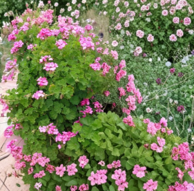Pink Geranium Cuttings 30 Pcs 6-Inch Pelargonium Flowering Plant Unrooted for Propagation