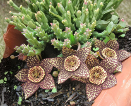 Orbea variegata Lifesaver Plant Cuttings - 3 Inch Succulent Unrooted Clippings for Propagation