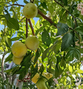 Flavor Queen Pluot Scion Wood – 5 Dormant Grafting Cuttings, Plum-Apricot Hybrid, Fruit Tree Propagation