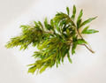 Bayberry Hardwood Cuttings Set of 6 Unrooted Myrica cerifera Propagation Material