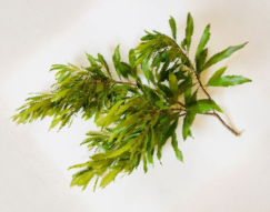 Bayberry Hardwood Cuttings Set of 6 Unrooted Myrica cerifera Propagation Material